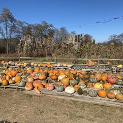 Pumpkins and Gourds for sale