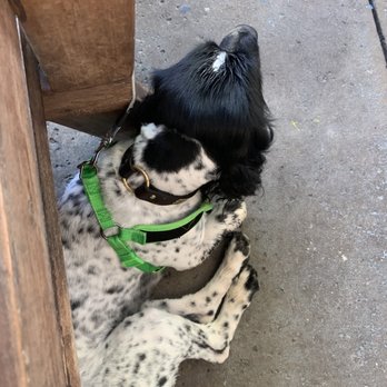 Iguanas - Outside eating area is dog friendly. - Seafood Near Me - St. Simons, Georgia