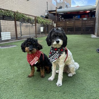 OHSO Brewery- Gilbert - Pups in the Dog park - Breweries Near Me - Gilbert, Arizona