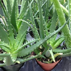 Alta Florist & Greenhouse