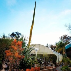 El Plantio Nursery & Landscaping
