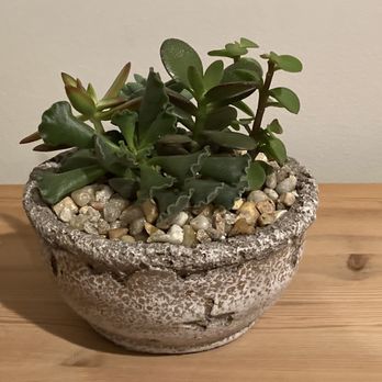 Don's Florist & Gift - Succulents - Florists Near Me - Charlottesville, Virginia Don's Florist & Gift - Succulents - Florists Near Me - Charlottesville, Virginia