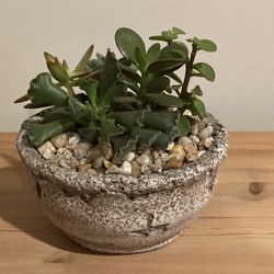 Don's Florist & Gift - Succulents