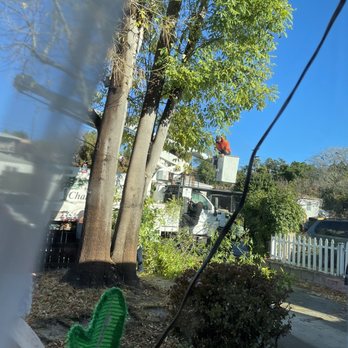 Charles Tree Service - Tree Services Near Me - Lemon Grove, California
