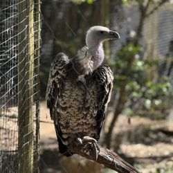 Dallas Zoo