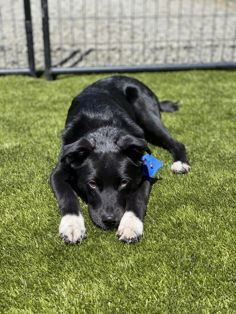 DOG PAW DAYCARE AND BOARDING Updated August 2024 11 Photos & 25