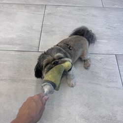 Teddy the dog