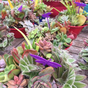 Ali'i Kula Lavender - Succulents for sale. - Tours Near Me - Kula, Hawaii Ali'i Kula Lavender - Succulents for sale. - Tours Near Me - Kula, Hawaii