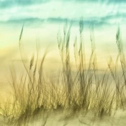 Sunflower Fine Art Galleries, Mirrors, and Picture Framing - Fine art prints on paper or canvas