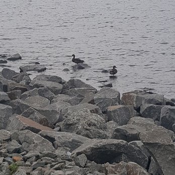 Brick Reservoir - Ducks! - Lakes Near Me - Brick, New Jersey