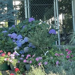 Wintergreen Nursery - Beautiful Blooms!!