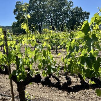 Trentadue Winery - Up close and personal in the vineyards - Wineries Near Me - Geyserville, California Trentadue Winery - Up close and personal in the vineyards - Wineries Near Me - Geyserville, California
