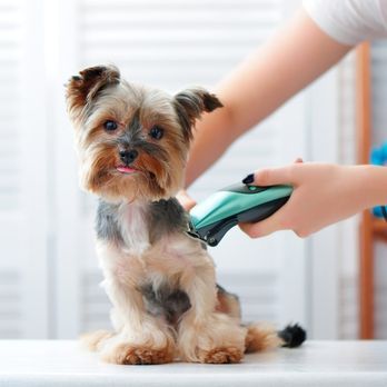 Bark with Style - Although most dog owners prefer to groom their dog on their own, having professional dog groomers to do the job will save you... - Pet Groomers Near Me - Lewistown, Montana