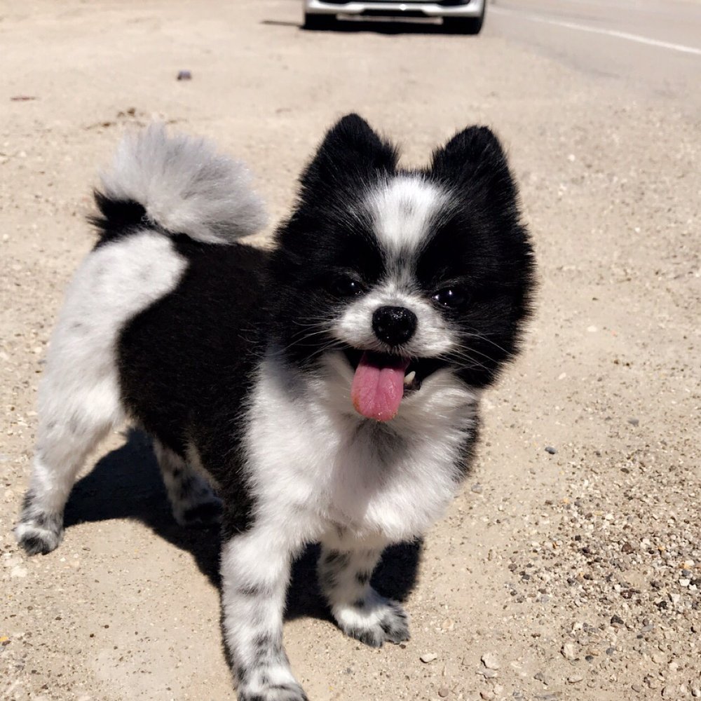 Calling All Paws - Ashies hair cut - Pet Groomers Near Me - Las Vegas, Nevada Calling All Paws - Ashies hair cut - Pet Groomers Near Me - Las Vegas, Nevada