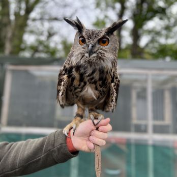 Dublin Falconry - Specialty Schools Near Me - Balbriggan, D