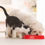 Photo of Willow Grace Veterinary Hospital