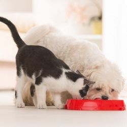 Willow Grace Veterinary Hospital - We are a comprehensive and modern veterinary hospital dedicated to caring for your four-legged family member throughout his or her life.