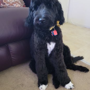 Smarty Paws Grooming - After - Pet Groomers Near Me - Suisun City, California