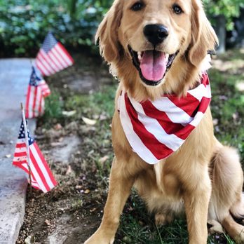 healthy paws pet insurance & foundation best dog insurance