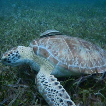 Tamarindo Beach - sea turtle with suckerfish - Beaches Near Me Tamarindo Beach - sea turtle with suckerfish - Beaches Near Me