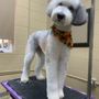 Photo of Dog Grooming by Sally