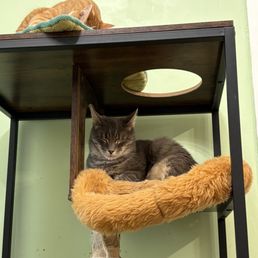 Cat Cat