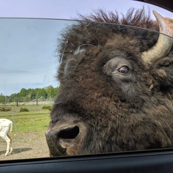 Olympic Game Farm - Bison - Zoos Near Me - Sequim, Washington Olympic Game Farm - Bison - Zoos Near Me - Sequim, Washington