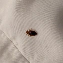 Black Bear Inn, Ascend Hotel Collection - Beg Bug