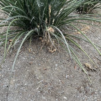 Brentwood Landscaping - Irrigation Near Me Brentwood Landscaping - Irrigation Near Me
