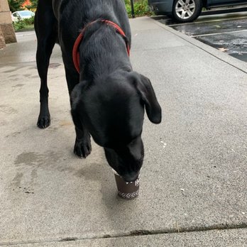 Peet's Coffee - Bruno having a Puppacino - Coffee & Tea Near Me - Redmond, Washington Peet's Coffee - Bruno having a Puppacino - Coffee & Tea Near Me - Redmond, Washington
