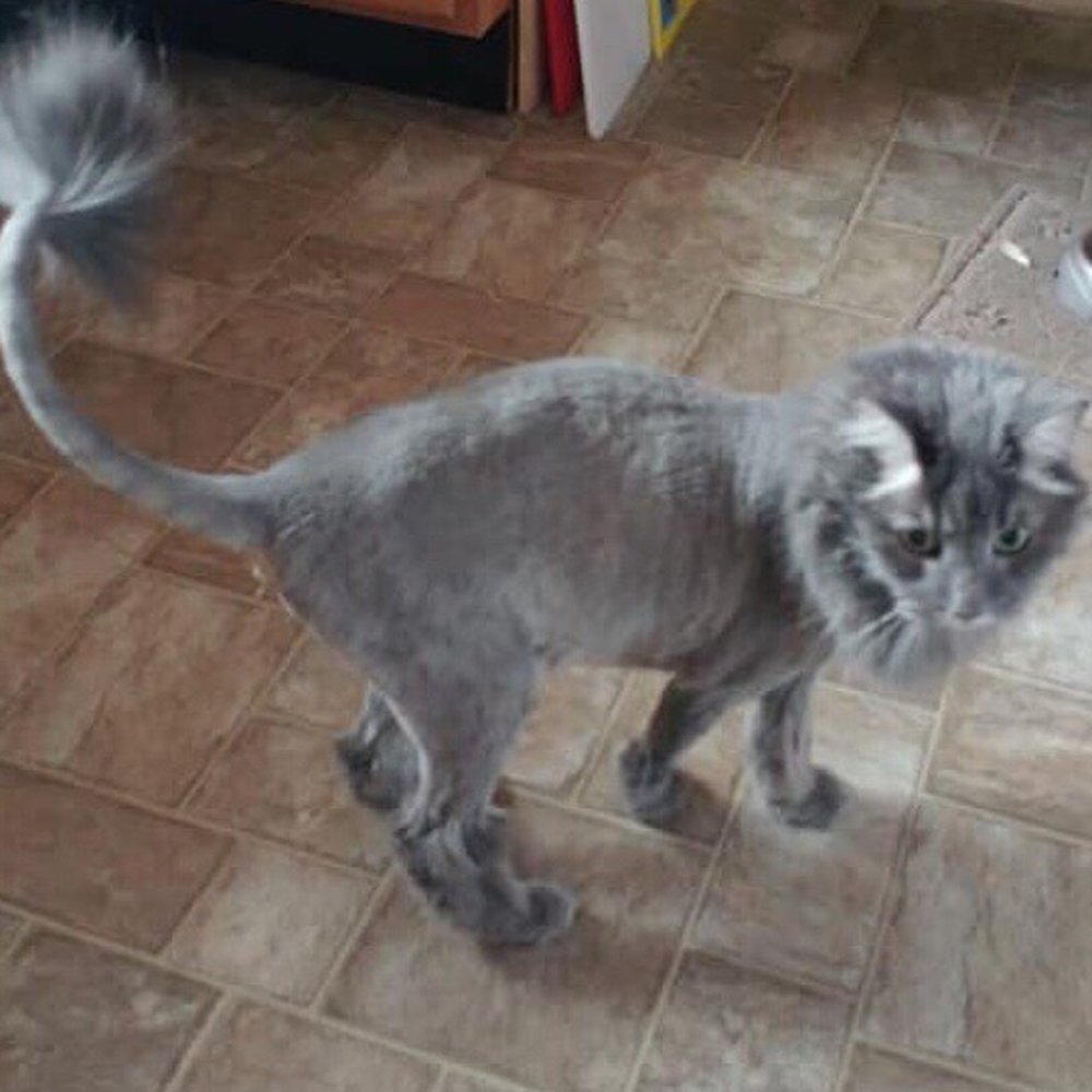 Happy Tails Pet Salon - After - Pet Groomers Near Me - Rigby, Idaho Happy Tails Pet Salon - After - Pet Groomers Near Me - Rigby, Idaho