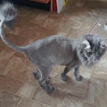 Happy Tails Pet Salon - After - Pet Groomers Near Me - Rigby, Idaho Happy Tails Pet Salon - After - Pet Groomers Near Me - Rigby, Idaho