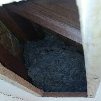 Wilkinson Pest Control - Pest Control Near Me - Nampa, Idaho Wilkinson Pest Control - Pest Control Near Me - Nampa, Idaho