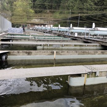 Capilano Salmon Hatchery - Tanks where they raise the salmon babies - Parks Near Me - North Vancouver, British Columbia Capilano Salmon Hatchery - Tanks where they raise the salmon babies - Parks Near Me - North Vancouver, British Columbia