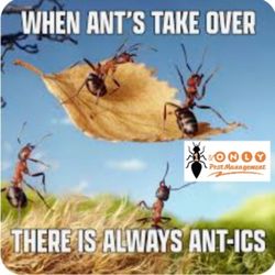 1 & Only Pest Management