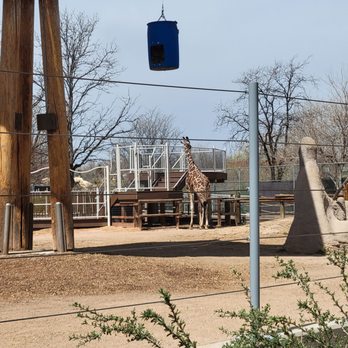 Denver Zoo - Giraffe - Zoos Near Me - Denver, Colorado