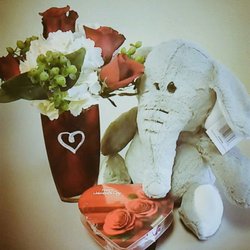 Absolutely Beautiful Florist & Flower Delivery - Mr Elephant! Shows your #Love ! Send your #valentines a Flowers they Love #lovefl #SunShinesHere #dtsp www.absolutelybeautiful.us
