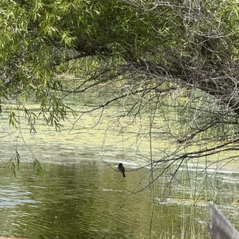 Lagoon Valley Park - A bird singing - Parks Near Me - Vacaville, California Lagoon Valley Park - A bird singing - Parks Near Me - Vacaville, California