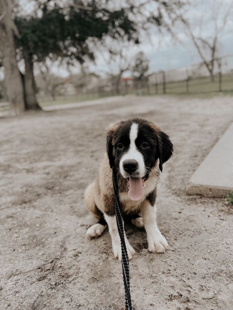 MEGA SAINTS KENNELS Updated March 2024 23 Photos Tifton,