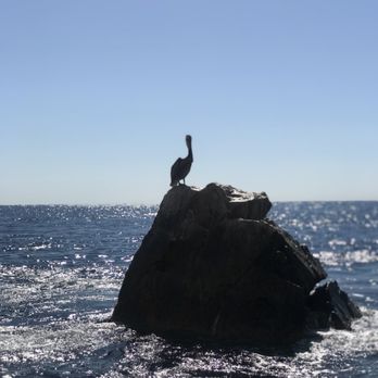 PuraBaja Tours - Snorkeling Near Me - Cabo San Lucas, BCS