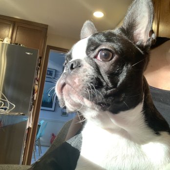 Brenda's Boston's - Pet Breeders Near Me Brenda's Boston's - Pet Breeders Near Me