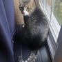 Photo of Spoiled Sweet Pet Sitting