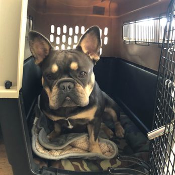 Pet Relocation - Pet Services Near Me - Austin, Texas