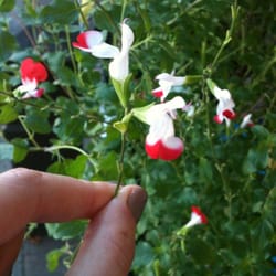 Homebase - "Hot Lips" Ornamental Sage
