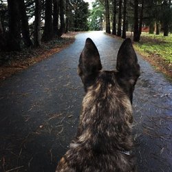 Love The Leash Dog Walking Service - Life through a dog's eyes.