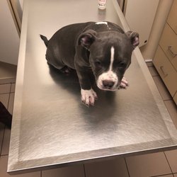 vca countryside animal hospital