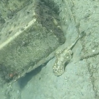 Live Free Diving - Free Diving Near Me Live Free Diving - Free Diving Near Me