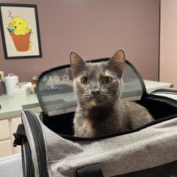 Associated Veterinary Services