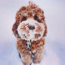 Ralph the Cockapoo, a Brooklyn Paws dog
