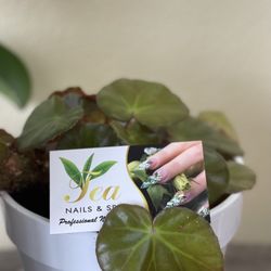 Tea’s Nails & Spa